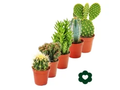 Töpfe<Exotenherz 5 Verschiedene Kakteen im Set 5,5cm Topf