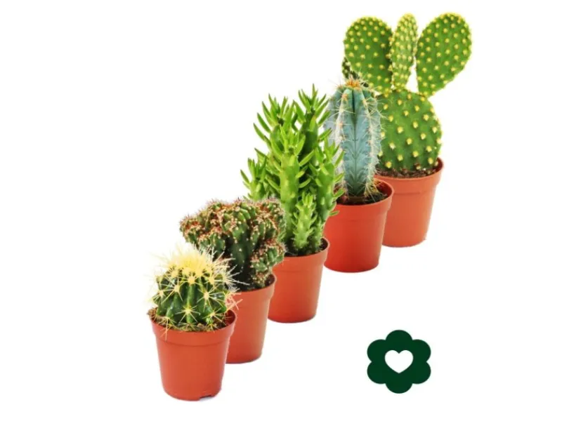 Töpfe<Exotenherz 5 Verschiedene Kakteen im Set 5,5cm Topf