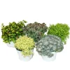 Sale Exotenherz 5 verschiedene Winterharte Sedum-Pflanzen Fetthenne Abwechslungsreiches Farbspiel