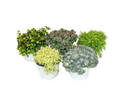 Sale Exotenherz 5 verschiedene Winterharte Sedum-Pflanzen Fetthenne Abwechslungsreiches Farbspiel
