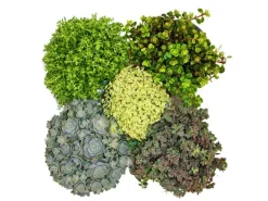 Sale Exotenherz 5 verschiedene Winterharte Sedum-Pflanzen Fetthenne Abwechslungsreiches Farbspiel