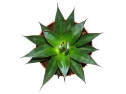 Online Exotenherz Agave Shaka Zulu 15cm Topf Sukkulente Zimmerpflanze