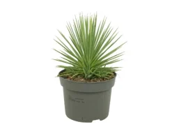 Töpfe<Exotenherz Agave Striata var. Nana Stachelsschwein Agave 12cm Topf