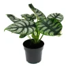 Töpfe<Exotenherz Alocasia Baginda Silver Dragon Tropenwurz Alokasie Silbernes Drachenschuppenpfeilblatt 12cm Topf