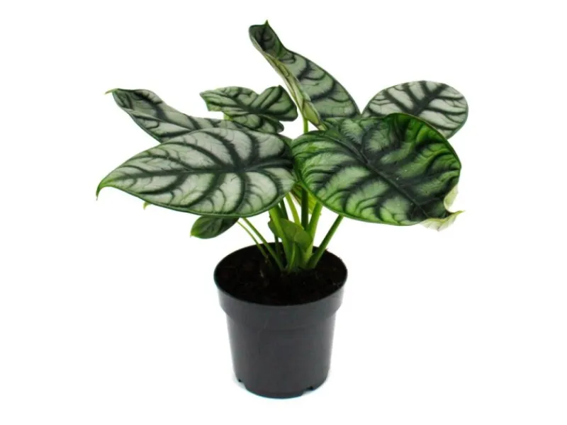 Töpfe<Exotenherz Alocasia Baginda Silver Dragon Tropenwurz Alokasie Silbernes Drachenschuppenpfeilblatt 12cm Topf