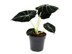 Töpfe<Exotenherz Alocasia Reginula Black Velvet Tropenwurz Alokasie Pfeilblatt 11cm Topf