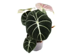 Töpfe<Exotenherz Alocasia Reginula Black Velvet Tropenwurz Alokasie Pfeilblatt 11cm Topf