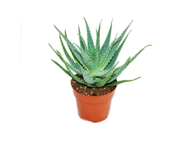 Outlet Exotenherz Aloe Aborescens im 19cm Topf