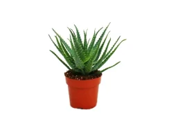 Outlet Exotenherz Aloe Aborescens im 19cm Topf