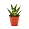 Exotenherz Aloe Variegata Tiger-Aloe Kleine Pflanze im 5,5cm Topf< Töpfe