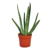 Exotenherz Aloe Vera ca. 2 Jahre Alt 10,5cm Topf< Töpfe