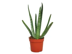 Exotenherz Aloe Vera ca. 2 Jahre Alt 10,5cm Topf< Töpfe