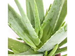 Exotenherz Aloe Vera ca. 2 Jahre Alt 10,5cm Topf< Töpfe
