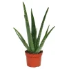 Töpfe<Exotenherz Aloe Vera ca. 3 Jahre Alt 12cm Topf