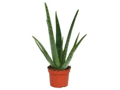 Töpfe<Exotenherz Aloe Vera ca. 3 Jahre Alt 12cm Topf