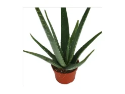 Töpfe<Exotenherz Aloe Vera ca. 3 Jahre Alt 12cm Topf