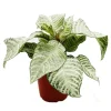 Exotenherz Aphelandra Squarrosa White Wash Glanzkölbchen 12cm Topf< Töpfe