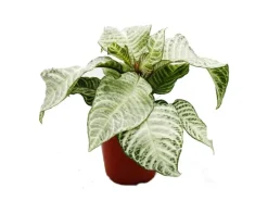 Exotenherz Aphelandra Squarrosa White Wash Glanzkölbchen 12cm Topf< Töpfe