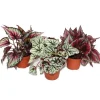 Exotenherz Blattbegonienmix Botanica 3 Pflanzen 12cm Topf< Töpfe