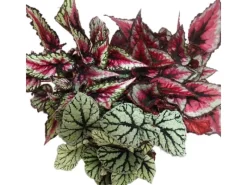 Exotenherz Blattbegonienmix Botanica 3 Pflanzen 12cm Topf< Töpfe