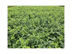 Töpfe<Exotenherz Bodendecker Kriechspindel Euonymus Fortunei Minimus 9cm Topf Set Mit 60 Pflanzen