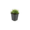 Exotenherz Bodendecker Steingarten Sternmoos Sagina Subulata 9cm Topf Set mit 12 Pflanzen< Töpfe