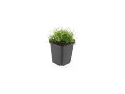 Exotenherz Bodendecker Steingarten Sternmoos Sagina Subulata 9cm Topf Set mit 12 Pflanzen< Töpfe