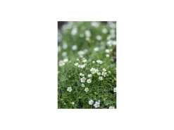 Exotenherz Bodendecker Steingarten Sternmoos Sagina Subulata 9cm Topf Set mit 12 Pflanzen< Töpfe