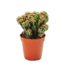 Töpfe<Exotenherz Cereus Peruvianus Monstr. Felsenkaktus im 8,5cm Topf