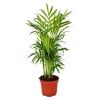 Exotenherz Chamaedorea Elegans Zimmerpalme Bergpalme 9cm Topf< Töpfe