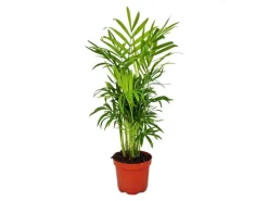 Exotenherz Chamaedorea Elegans Zimmerpalme Bergpalme 9cm Topf< Töpfe