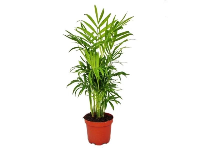 Exotenherz Chamaedorea Elegans Zimmerpalme Bergpalme 9cm Topf< Töpfe