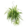 Exotenherz Chlorophytum Grünlilie Ampelpflanze 15cm Topf< Töpfe