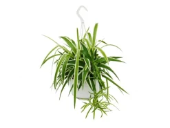 Exotenherz Chlorophytum Grünlilie Ampelpflanze 15cm Topf< Töpfe
