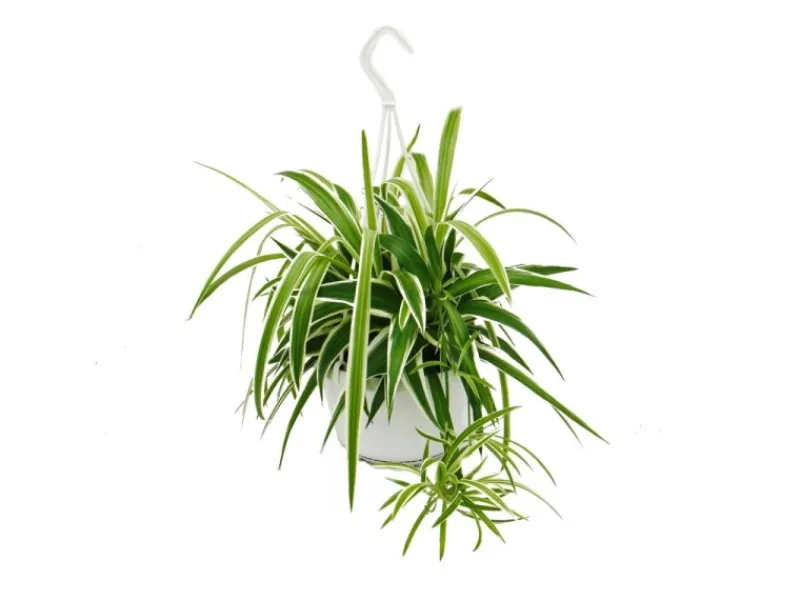 Exotenherz Chlorophytum Grünlilie Ampelpflanze 15cm Topf< Töpfe