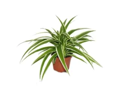 Exotenherz Chlorophytum Grünlilie Brautschleppe 9cm Topf Zimmerpflanze< Töpfe