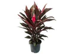 Töpfe<Exotenherz Cordyline Fruticosa Keulenlilie Rot im 19cm Topf