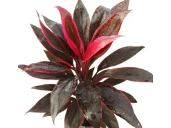 Töpfe<Exotenherz Cordyline Fruticosa Keulenlilie Rot im 19cm Topf