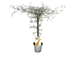 Hot Exotenherz Corokia Cotoneaster Zickzackstrauch Schnurbaum