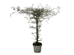 Hot Exotenherz Corokia Cotoneaster Zickzackstrauch Schnurbaum