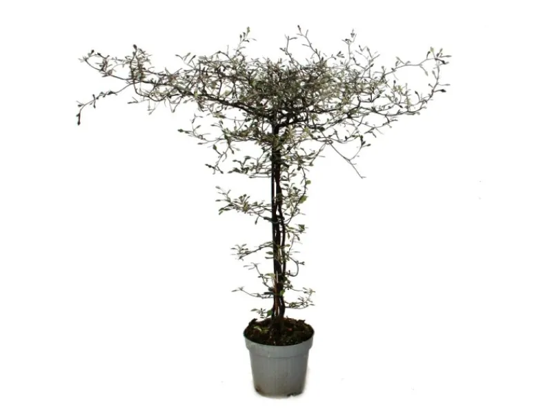 Hot Exotenherz Corokia Cotoneaster Zickzackstrauch Schnurbaum