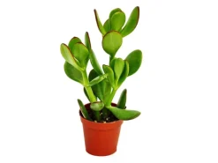 Töpfe<Exotenherz Crassula Portulacea Geldbaum im 5,5cm Topf