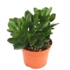 Töpfe<Exotenherz Crassula Portulacea Geldbaum Große Pflanze im 12cm Topf
