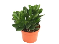 Töpfe<Exotenherz Crassula Portulacea Geldbaum Große Pflanze im 12cm Topf