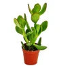 Sale Exotenherz Crassula Portulacea Geldbaum im 8,5cm Topf