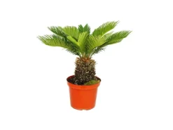 Exotenherz Cycas Revoluta Japanischer Palmfarn im 28cm Topf< Töpfe