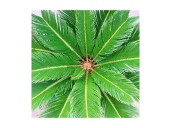 Exotenherz Cycas Revoluta Japanischer Palmfarn im 28cm Topf< Töpfe