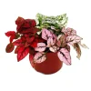 Töpfe<Exotenherz Dreifarbige Punktblume Hypoestes Phyllostachya 12cm Topf mit Drei Verschiedenen Farben
