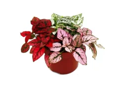 Töpfe<Exotenherz Dreifarbige Punktblume Hypoestes Phyllostachya 12cm Topf mit Drei Verschiedenen Farben