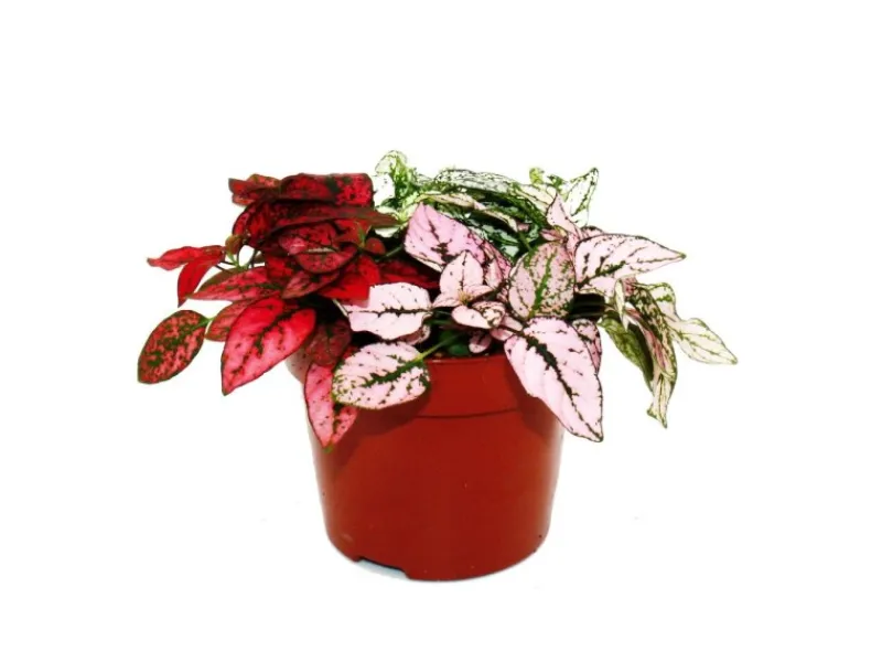 Töpfe<Exotenherz Dreifarbige Punktblume Hypoestes Phyllostachya 12cm Topf mit Drei Verschiedenen Farben